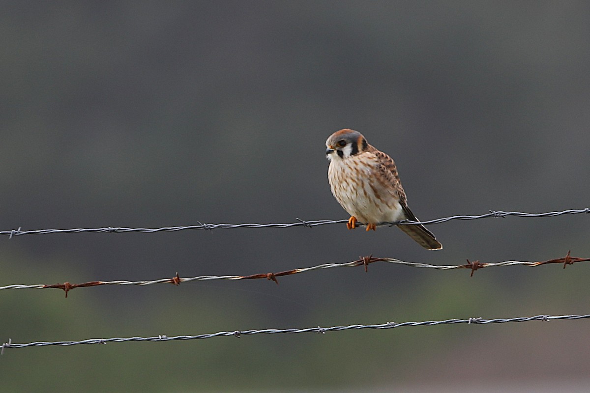 Crécerelle d'Amérique - ML650727332
