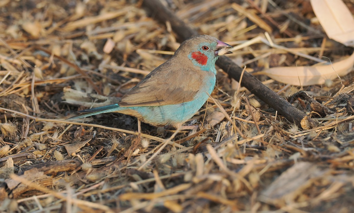 Red-cheeked Cordonbleu - ML650727413