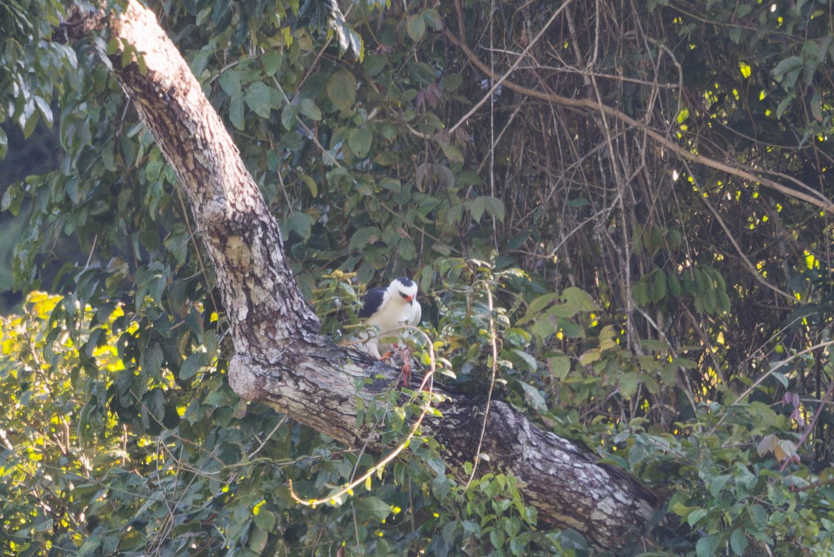 Aigle noir et blanc - ML650727418