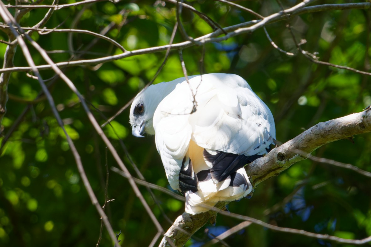 Buse blanche - ML650727451