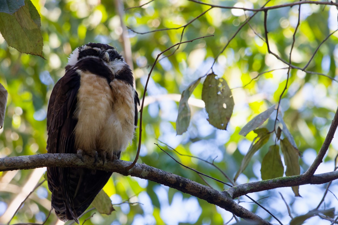 Chouette à lunettes - ML650727473