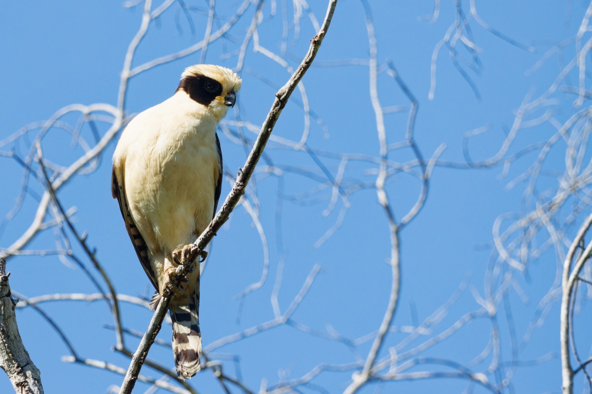 Macagua rieur - ML650727482