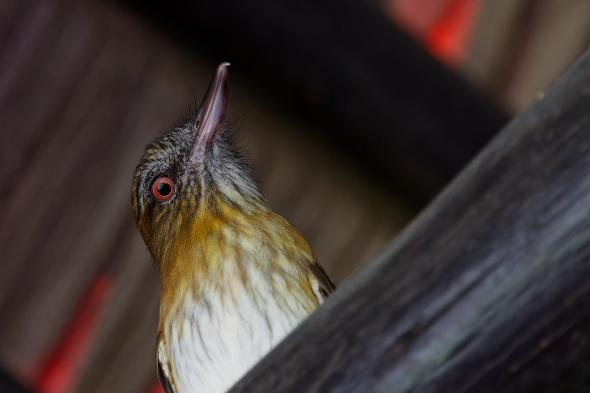 Attila à croupion jaune - ML650727575