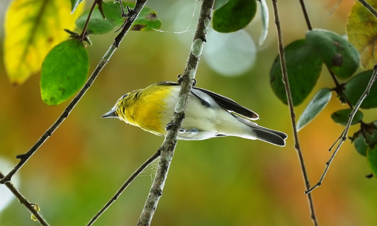 Yellow-throated Vireo - ML650727769