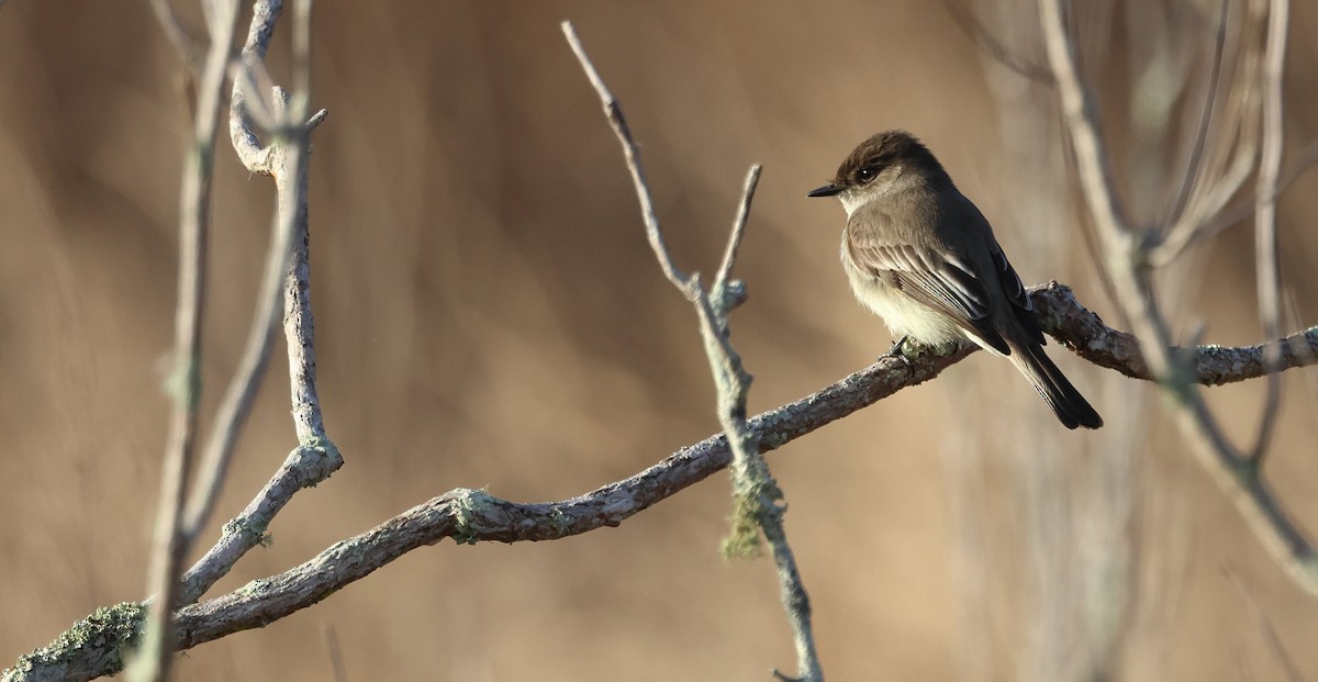 Eastern Phoebe - ML650727784
