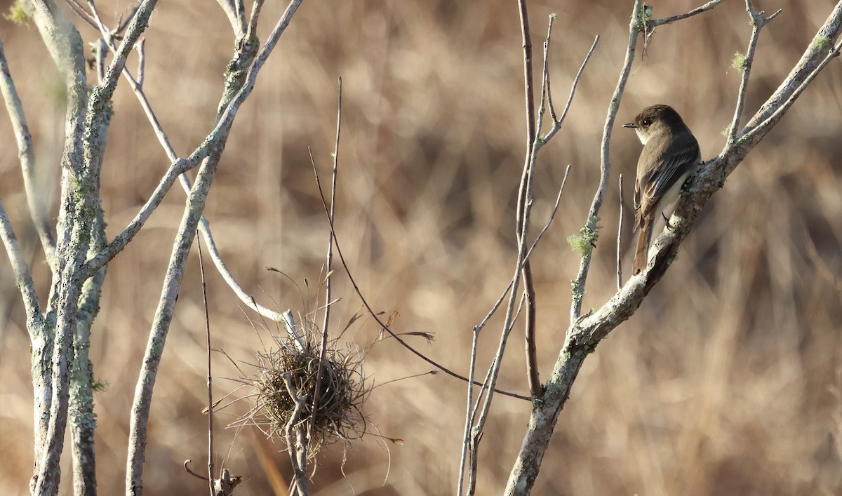 Eastern Phoebe - ML650727792