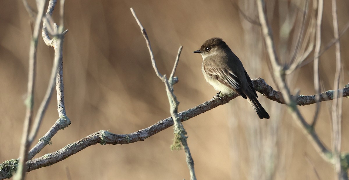 Eastern Phoebe - ML650727795