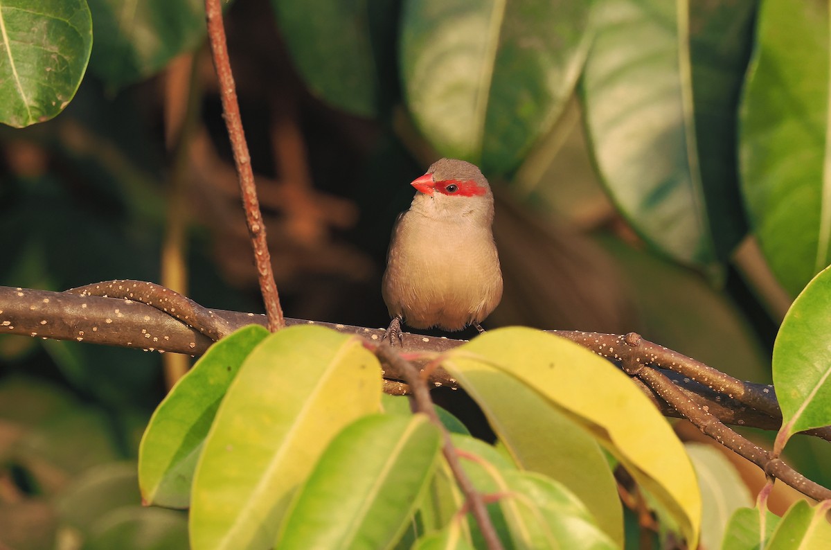 Black-rumped Waxbill - ML650727813
