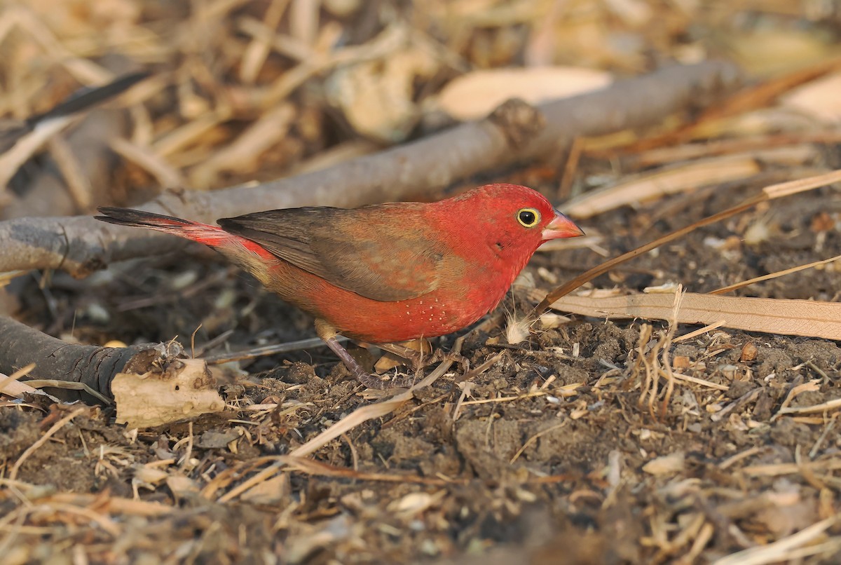 Red-billed Firefinch - ML650728873