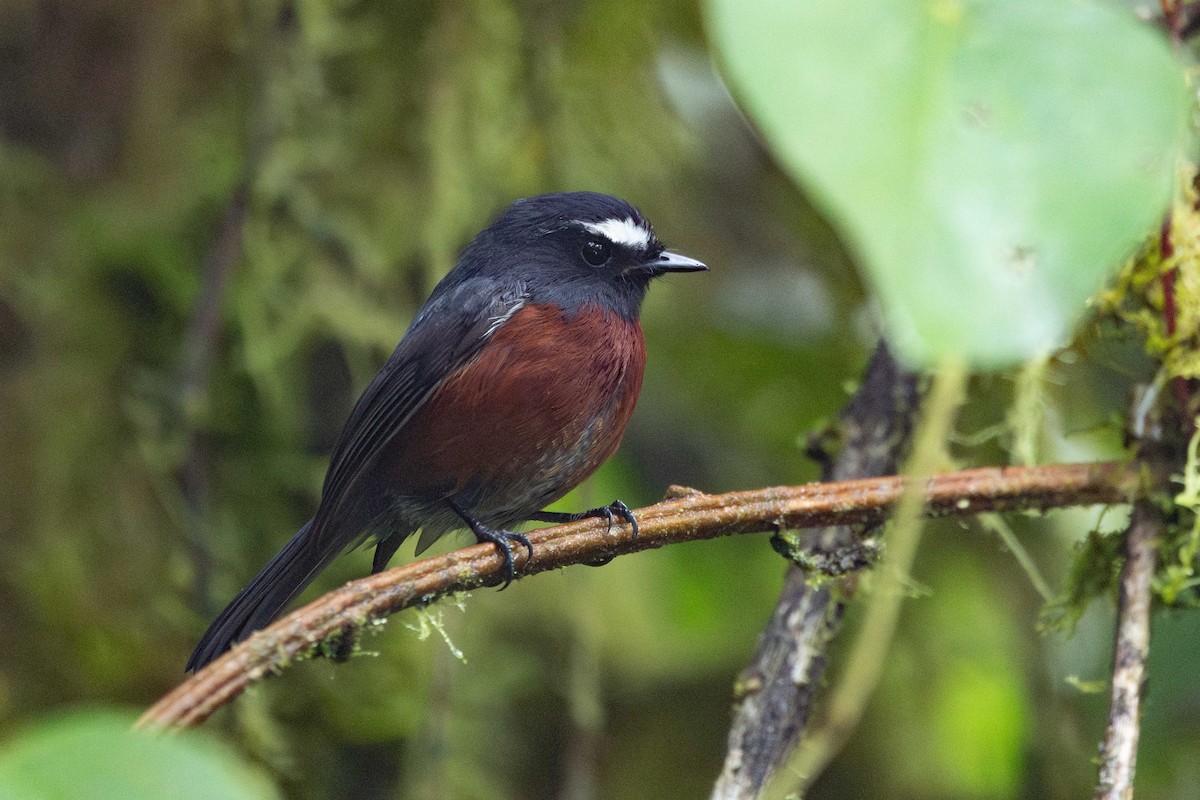 Chestnut-bellied Chat-Tyrant - ML650728972