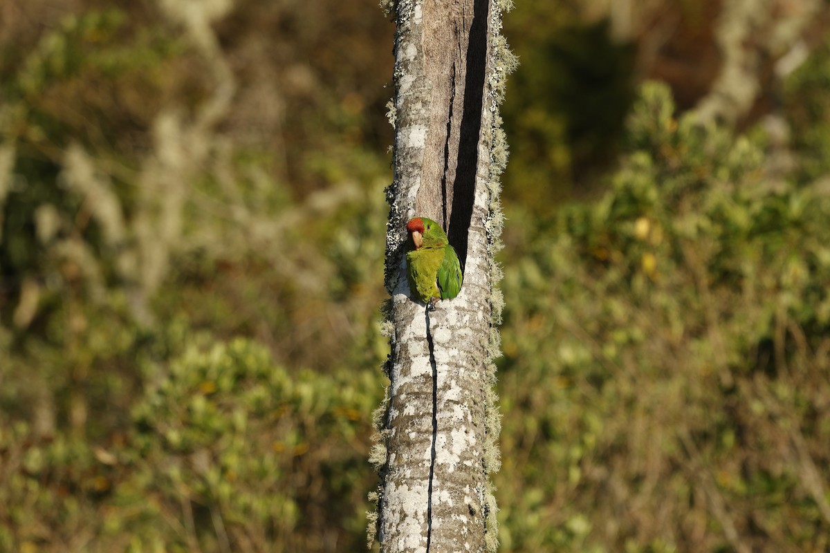 Conure de Wagler - ML650729088