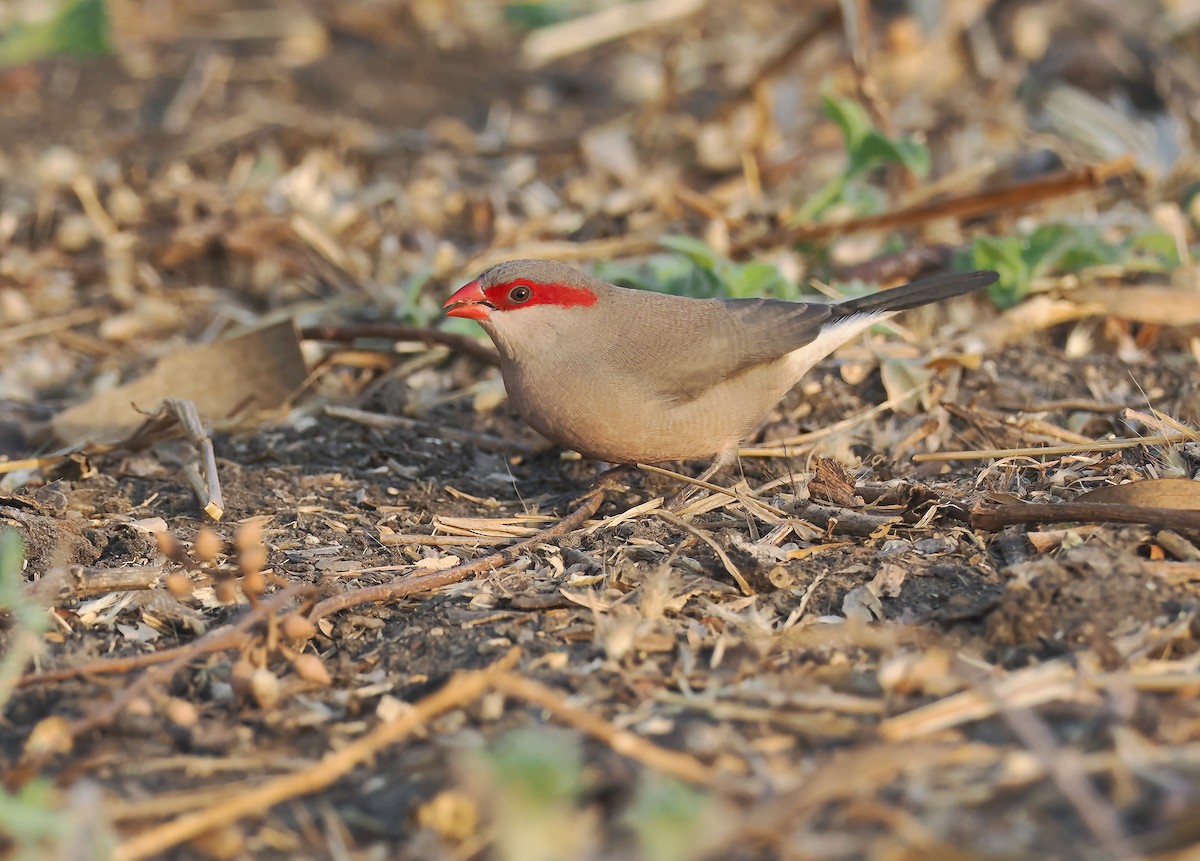 Black-rumped Waxbill - ML650729138