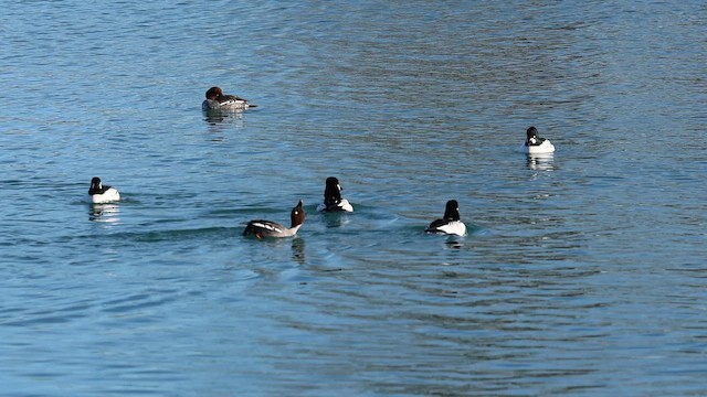 Гоголь - ML650729207