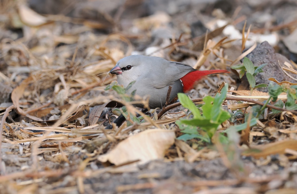 Lavender Waxbill - ML650729375