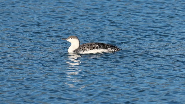Краснозобая гагара - ML650729388