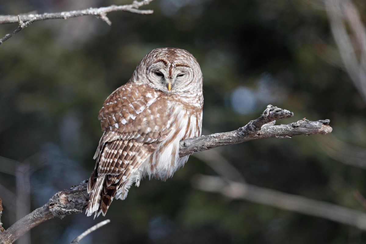 Streifenkauz - ML650729446