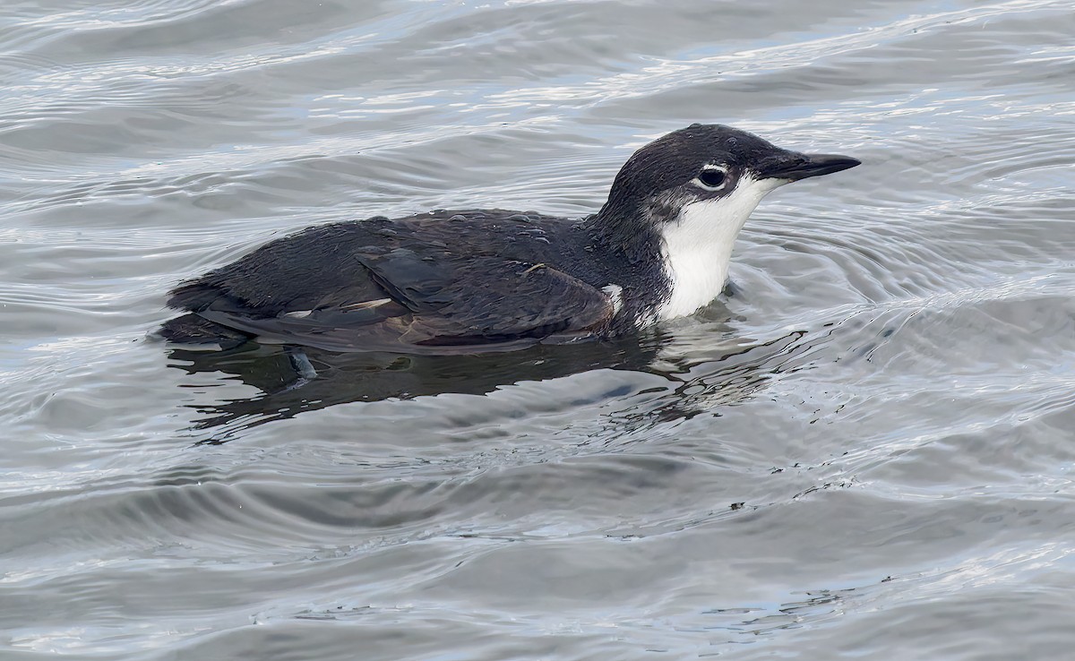 Моржик тихоокеанський - ML650729449