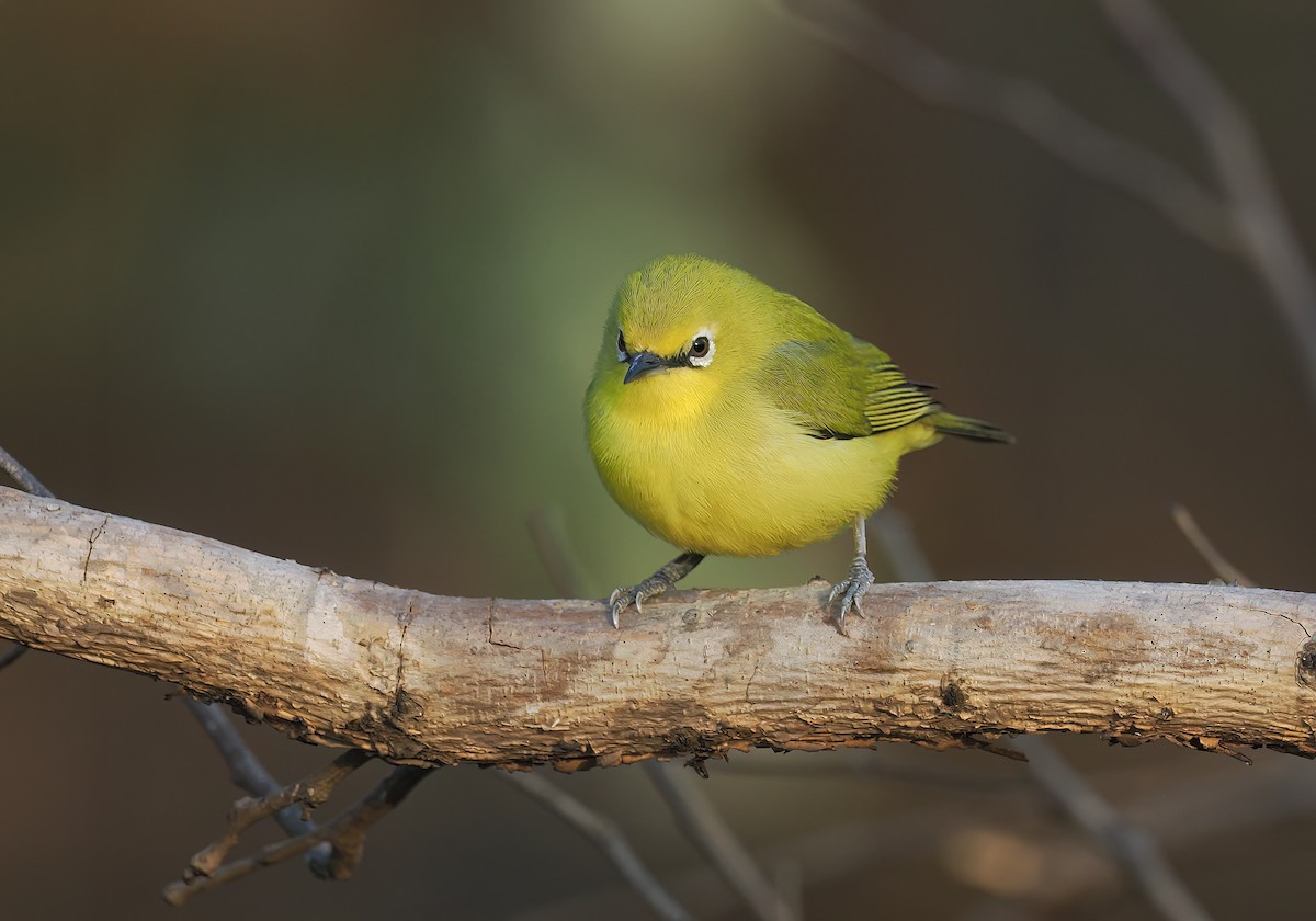 Northern Yellow White-eye - ML650729771