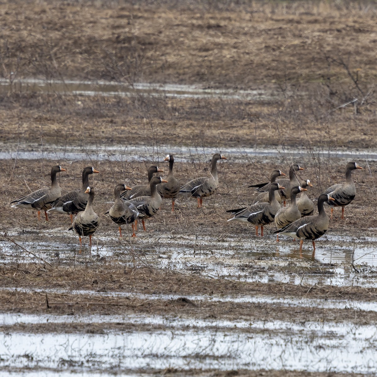 Blässgans - ML650729774