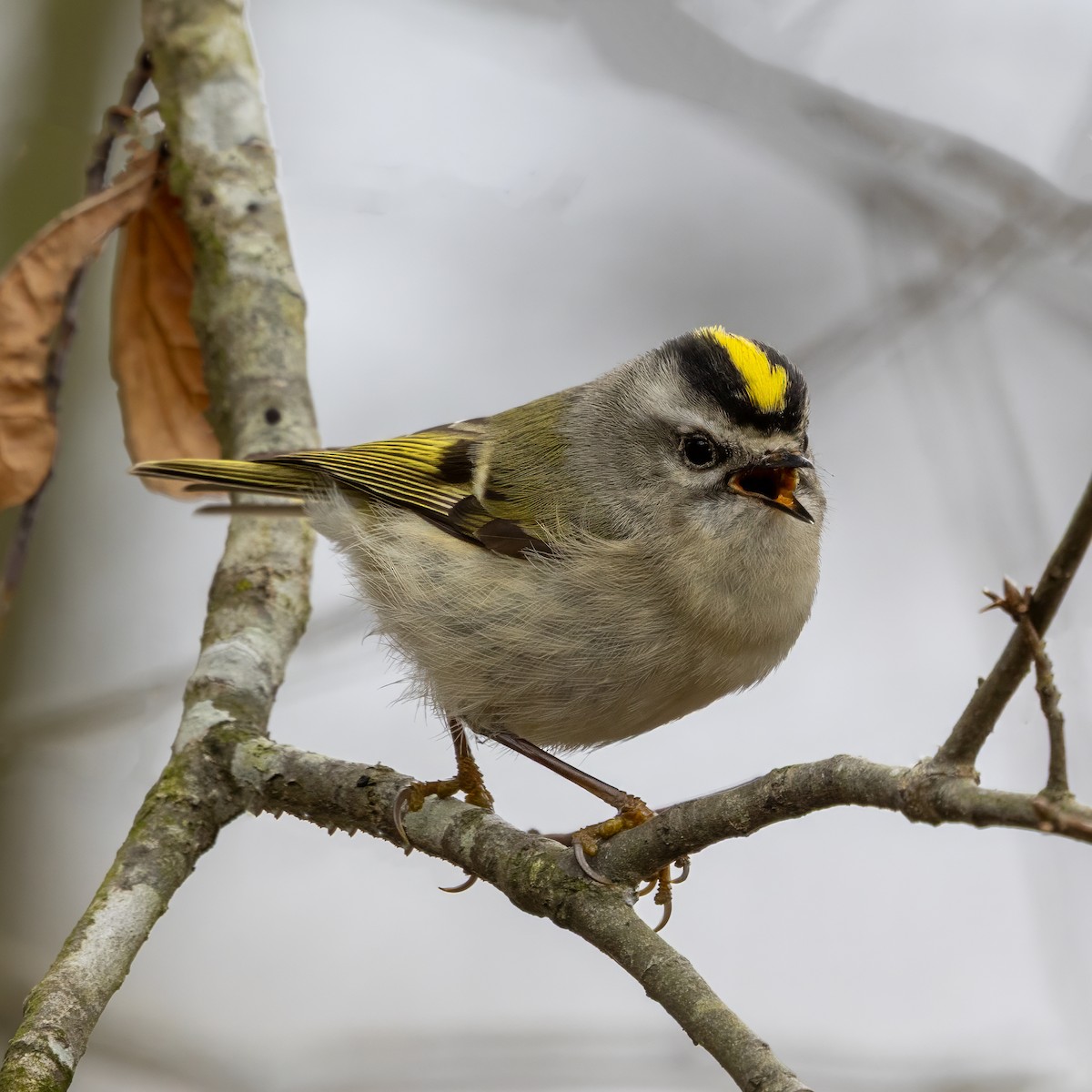 Indianergoldhähnchen - ML650729782