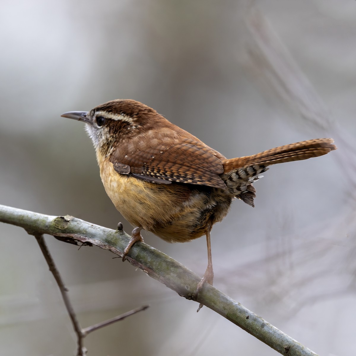 Carolinazaunkönig - ML650729790