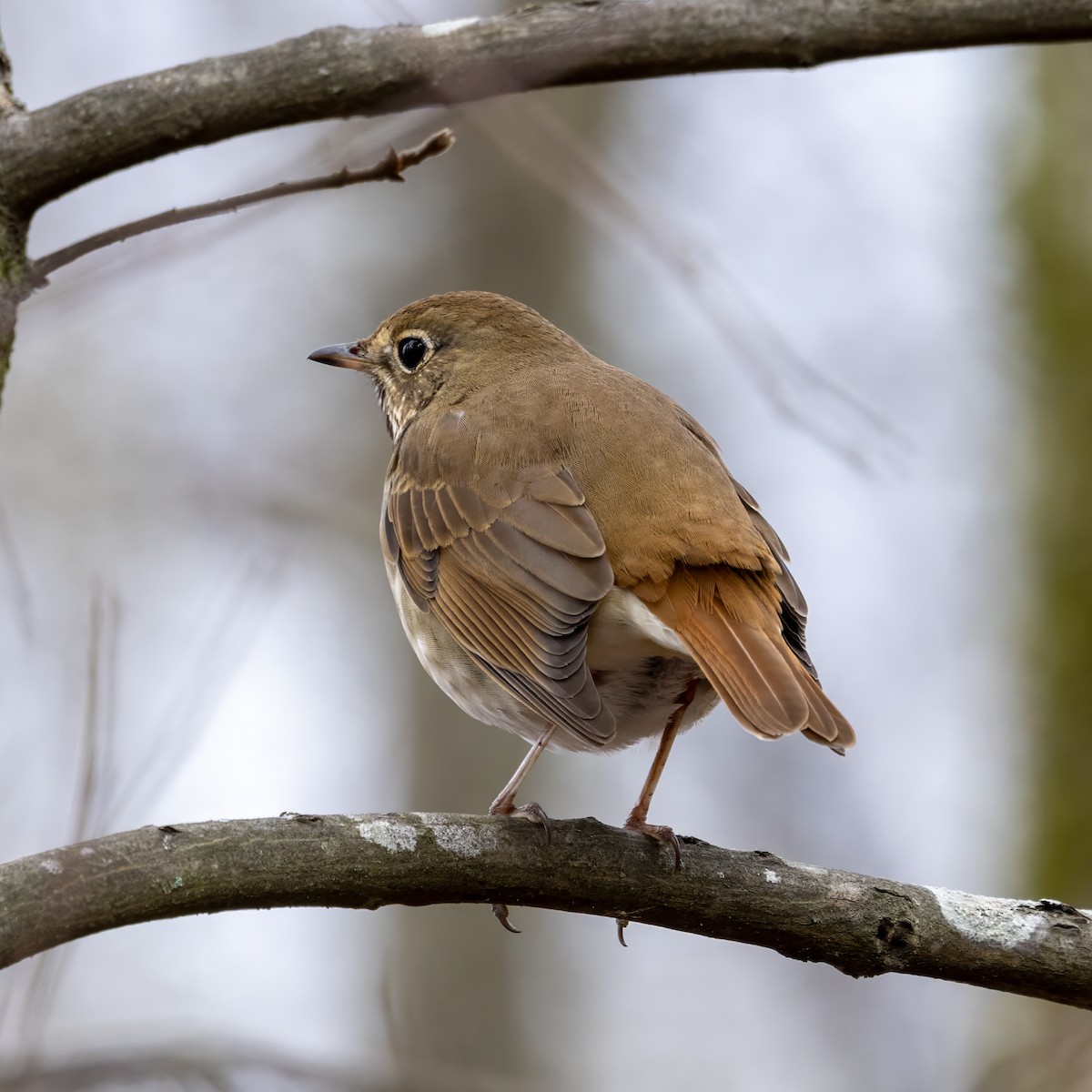 Einsiedler-Musendrossel - ML650729805