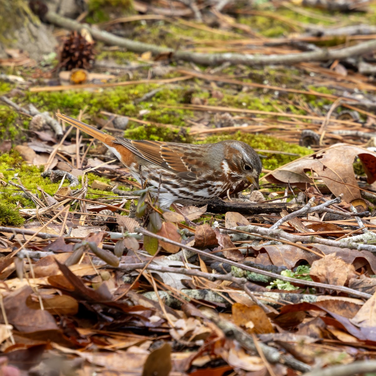 Fuchsammer (iliaca/zaboria) - ML650729811