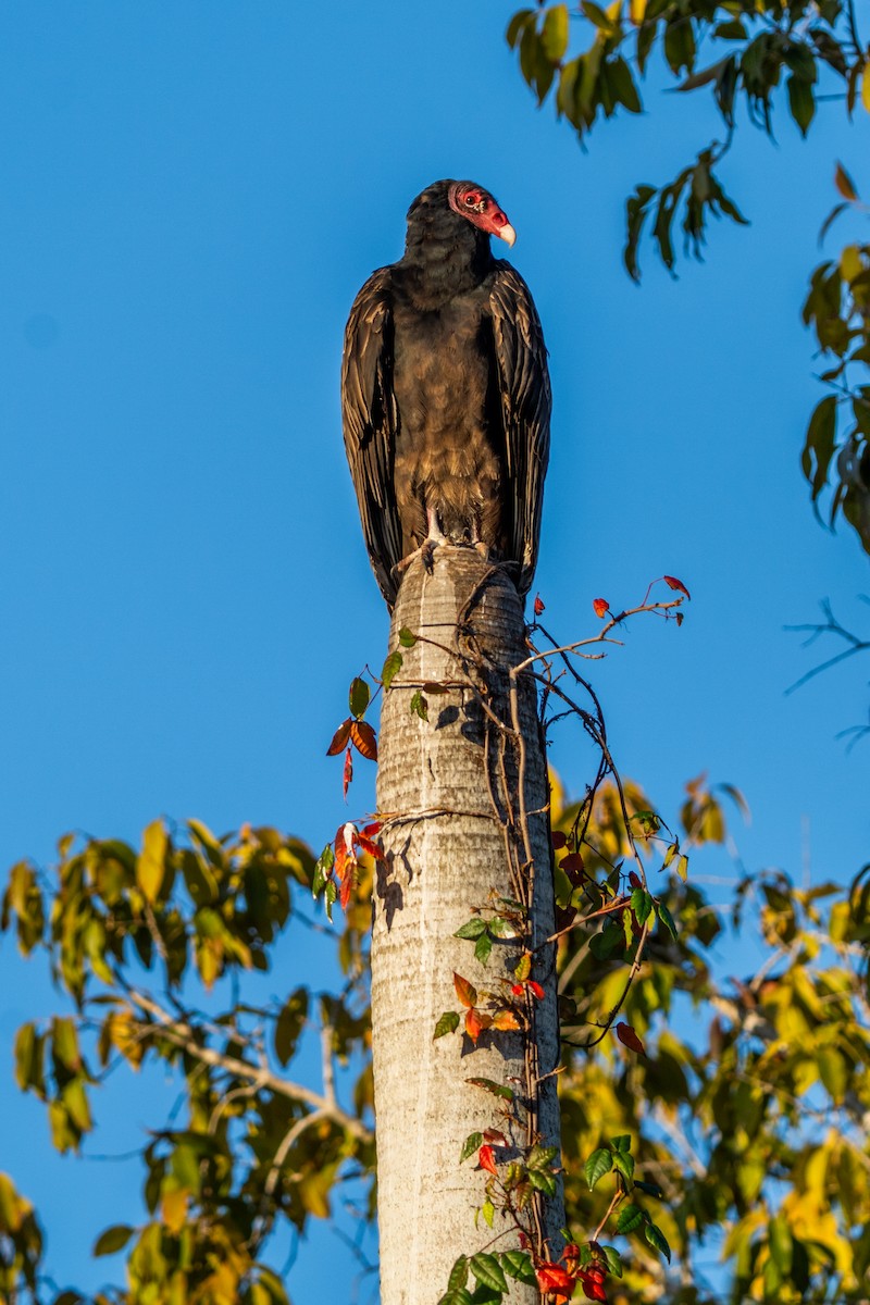 Urubu à tête rouge - ML650729983