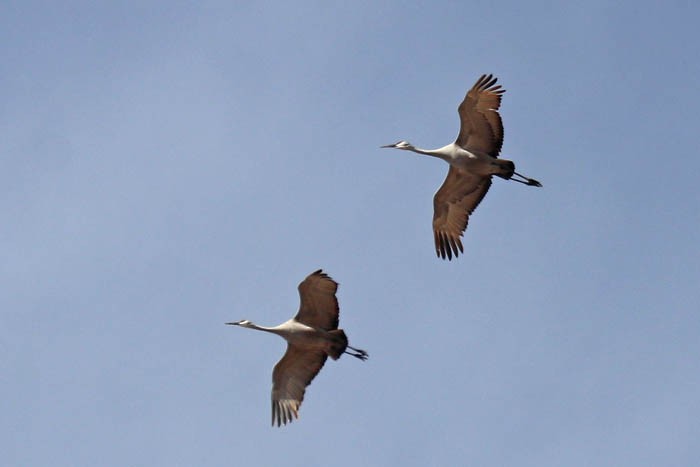 עגור קנדי - ML650730051
