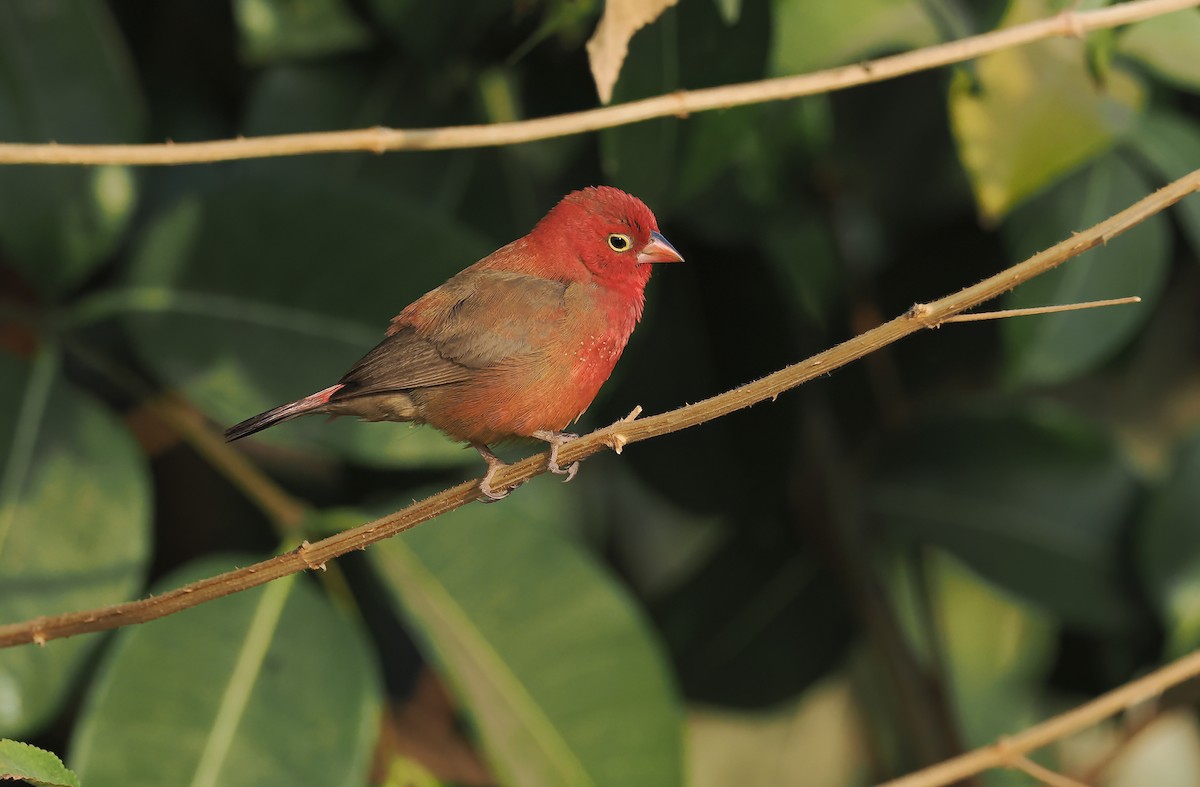 Red-billed Firefinch - ML650730188