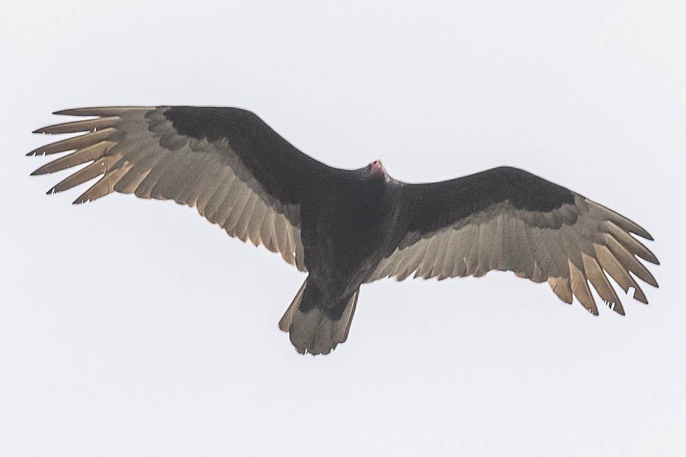 Urubu à tête rouge - ML650730254