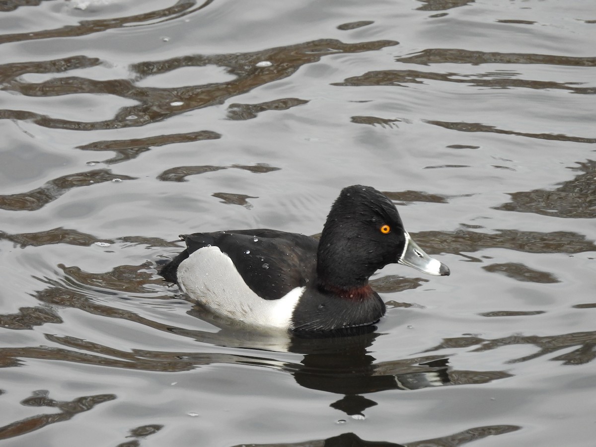 Ring-necked Duck - ML650730276