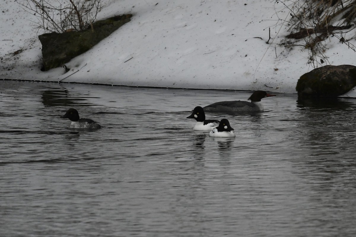 Common Goldeneye - ML650730325