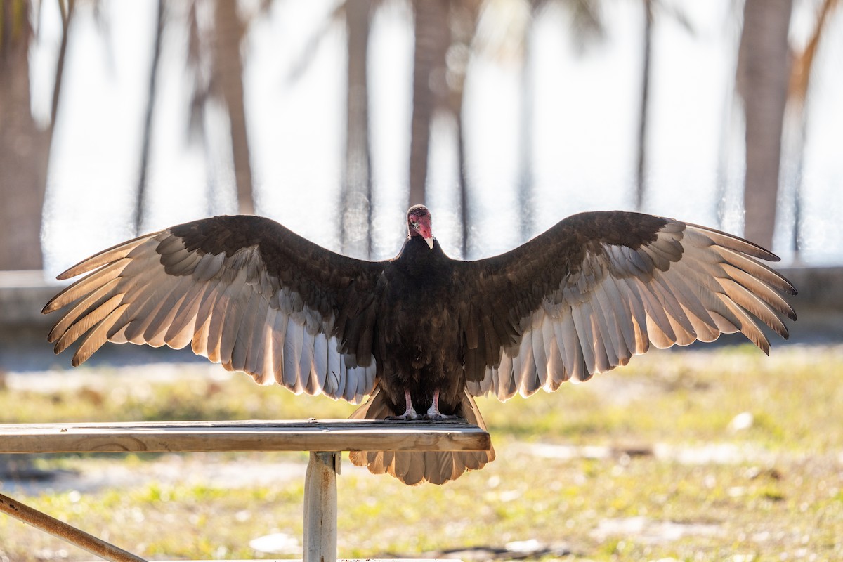 Urubu à tête rouge - ML650730449