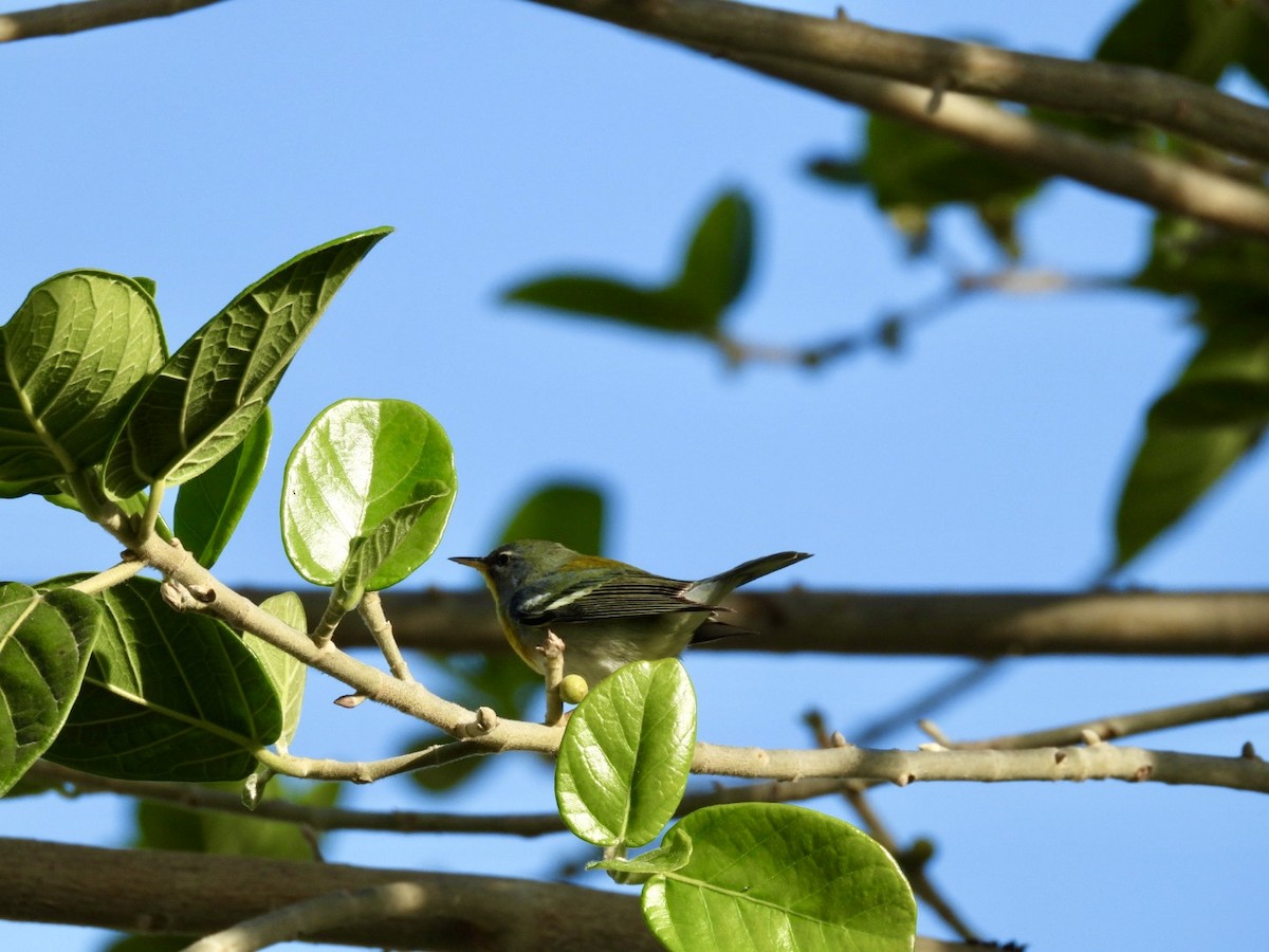 Northern Parula - ML650730482