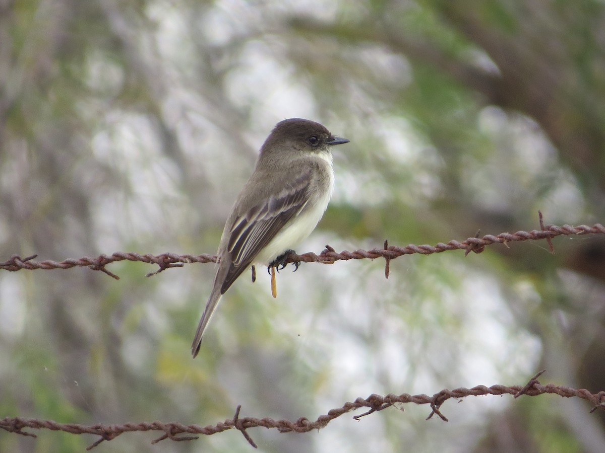 Eastern Phoebe - ML650730667