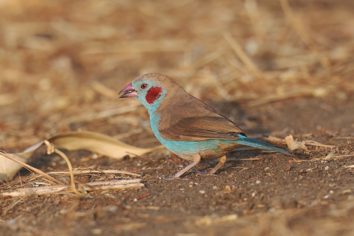 Red-cheeked Cordonbleu - ML650730680