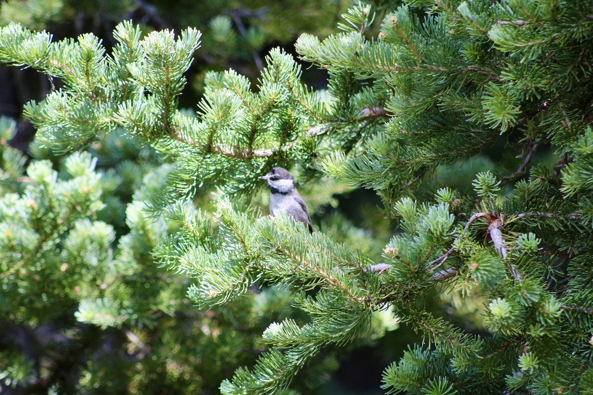 Mésange de Gambel - ML650730730