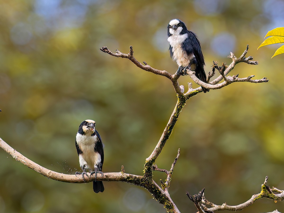 White-fronted Falconet - Microhierax latifrons - Birds of the World