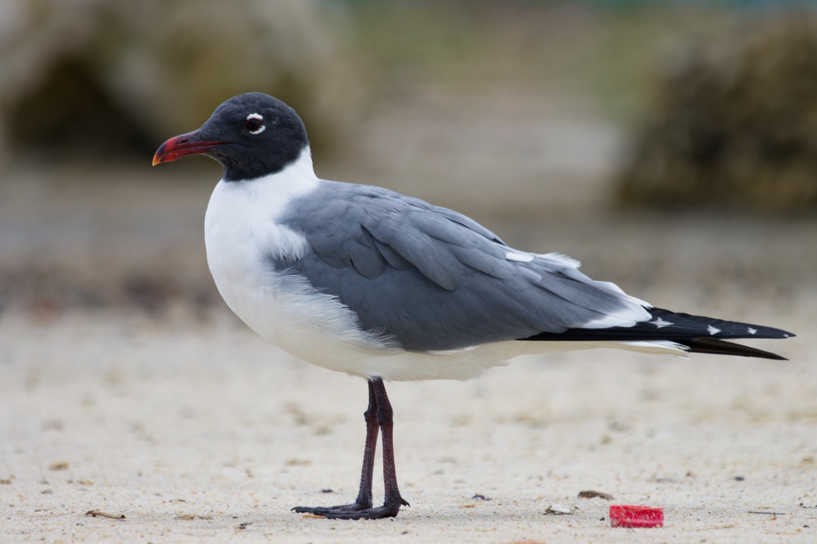 Laughing Gull - ML650730797