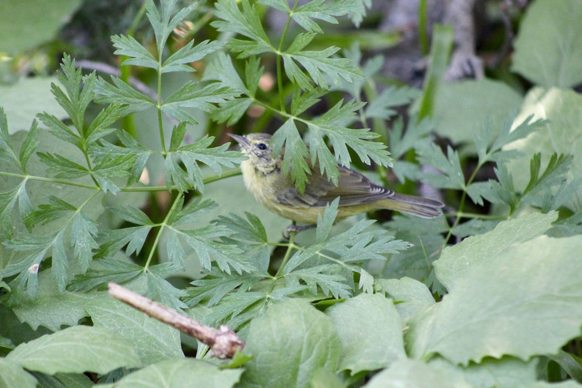 Paruline verdâtre - ML650730826