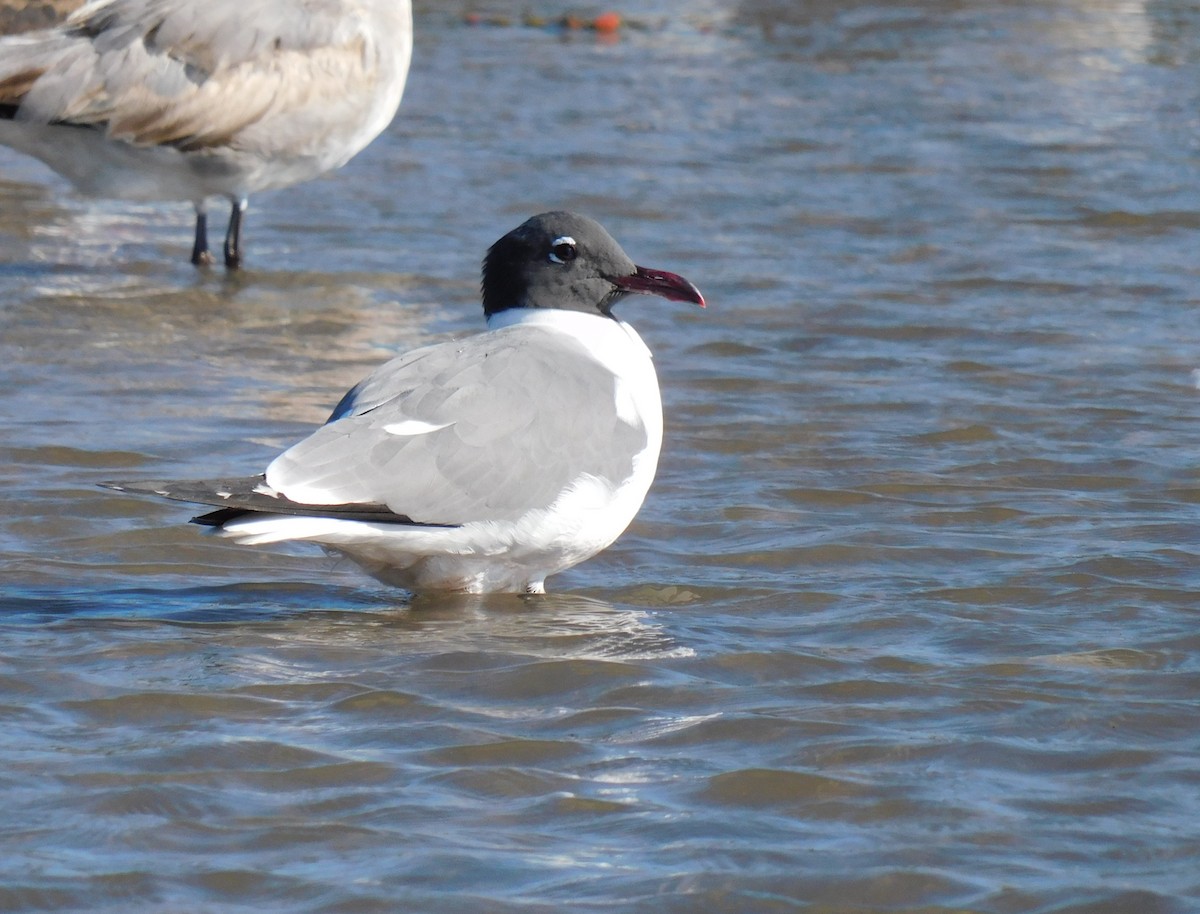 Laughing Gull - ML650730848
