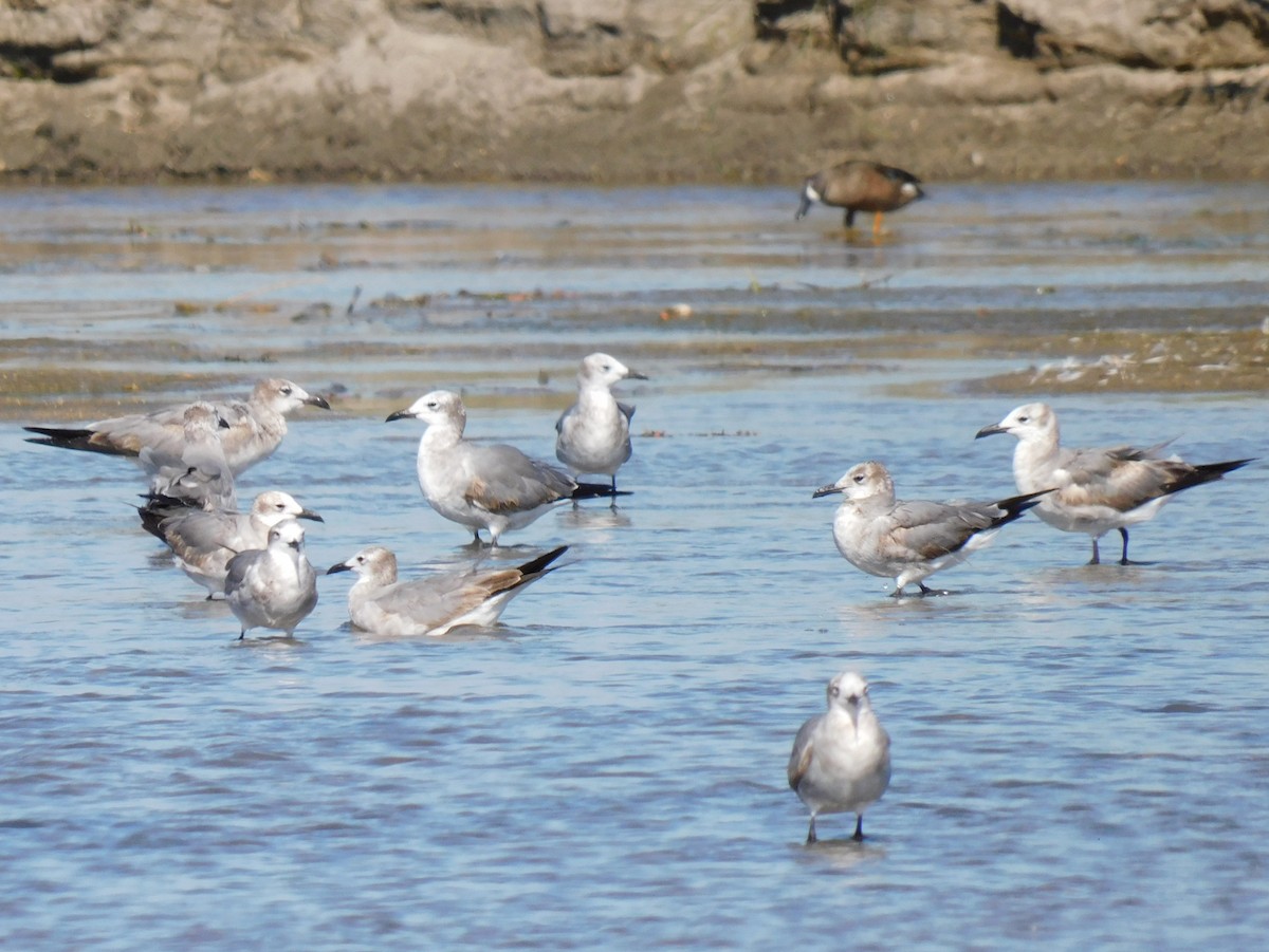 Laughing Gull - ML650730849