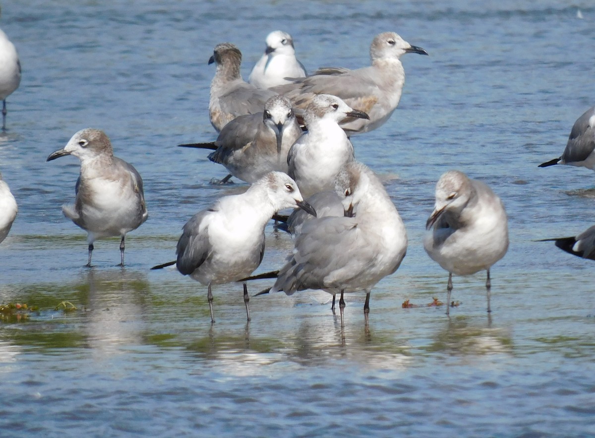 Laughing Gull - ML650730850