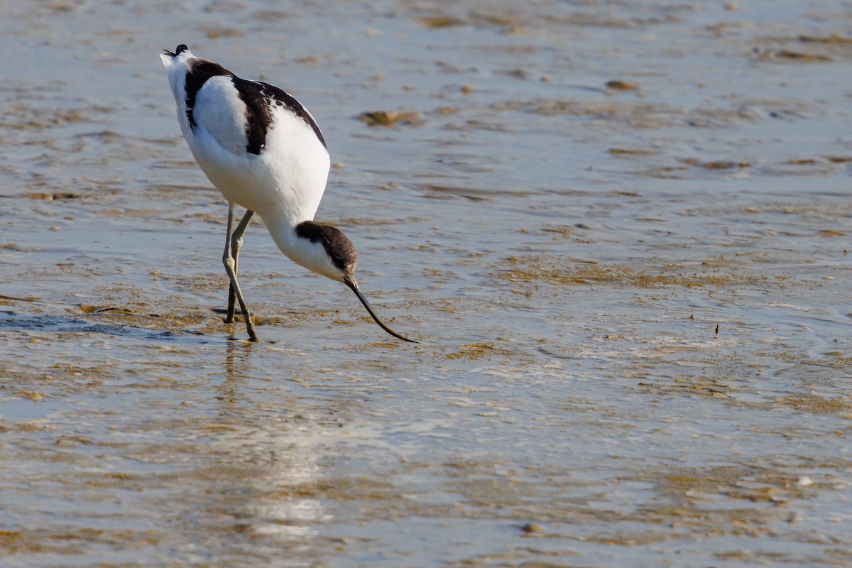 Pied Avocet - ML650730878