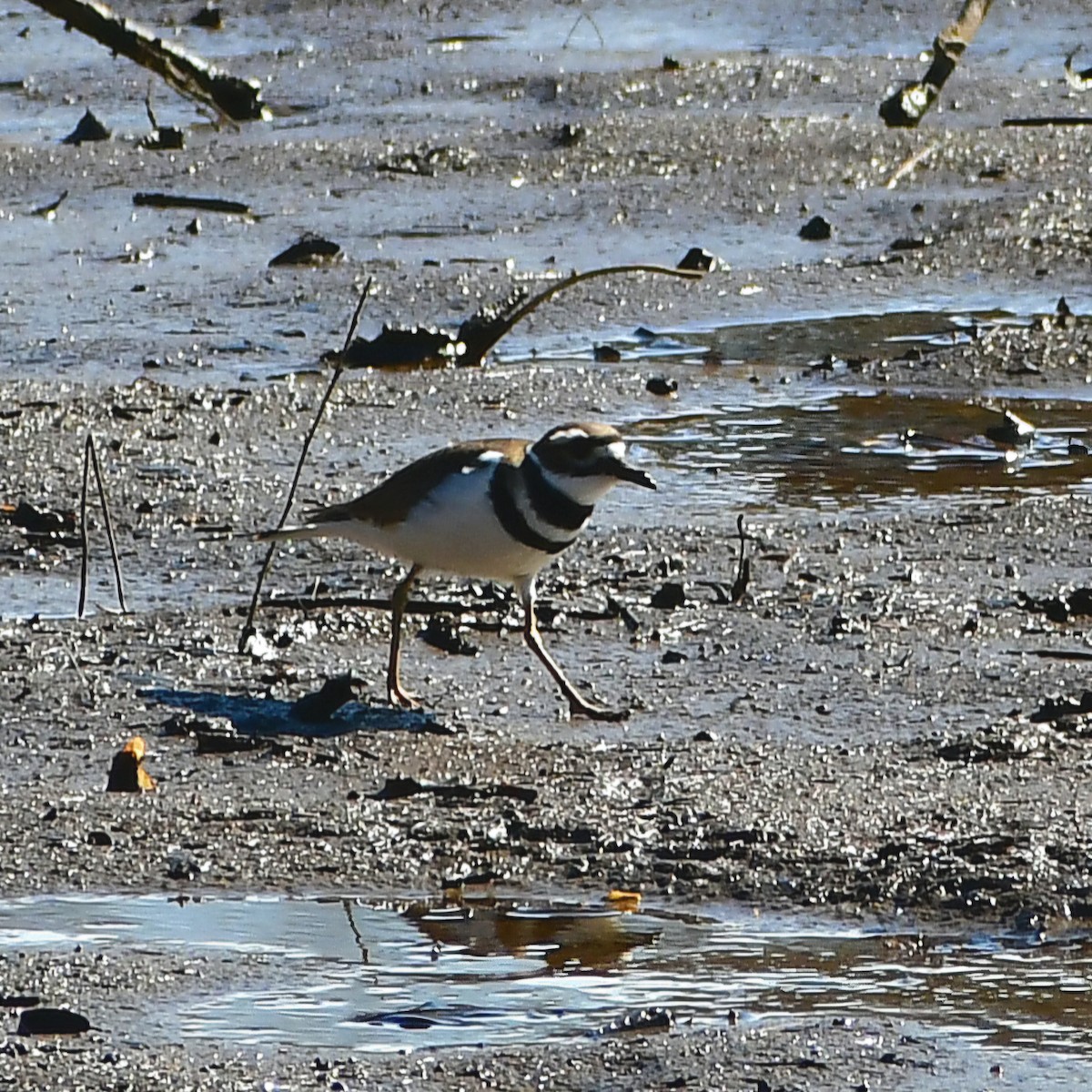 Killdeer - ML650730891