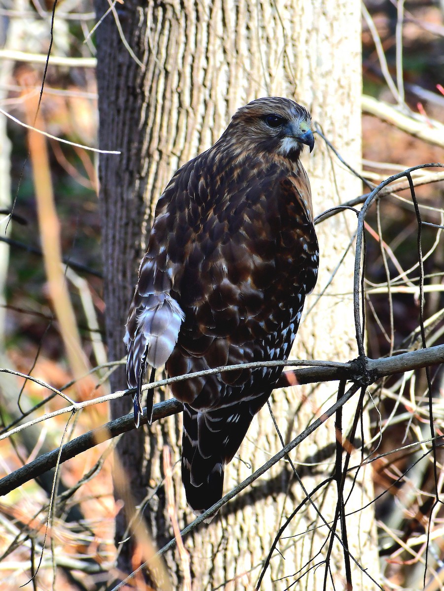 Red-shouldered Hawk - ML650730901