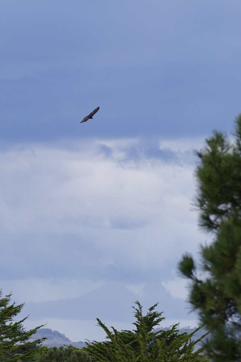 Urubu à tête rouge - ML650730960