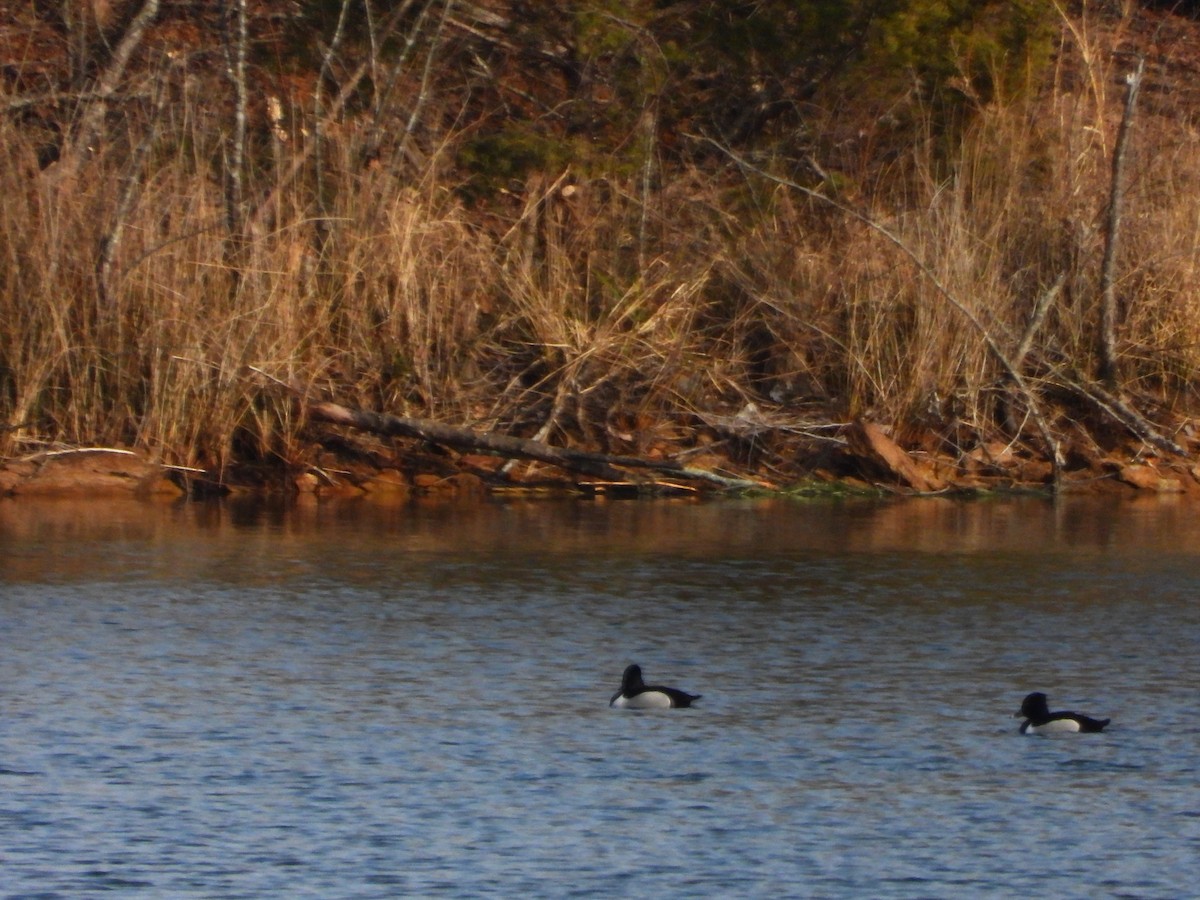 Ring-necked Duck - ML650731008