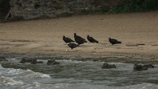 Urubu à tête rouge - ML650731049